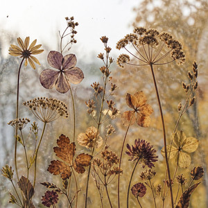 Almanac by Rieve