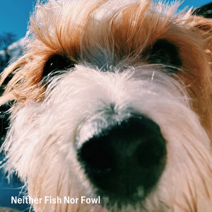 album cover: Neither Fish Nor Fowl