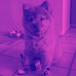 Luxurious Bgm for Awesome Doggy album