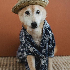 WISLEY DURAN - O Coroa Lind Meus Olhos Brilham