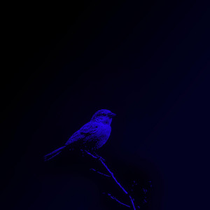 I'm Ok by Prigida
