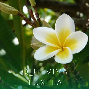Que Viva Tuxtla