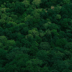 Leandra Dafnery - The Enchanted Forest