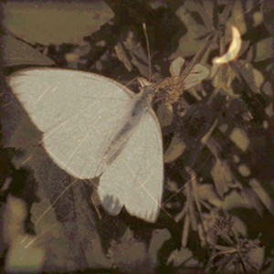 lesser things by angel lost its eyes., i found a gramophone in the attic