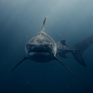 Carpintero by brawny