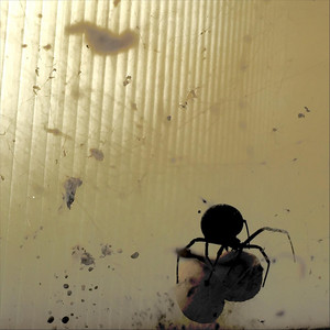 Mean Black Spider
