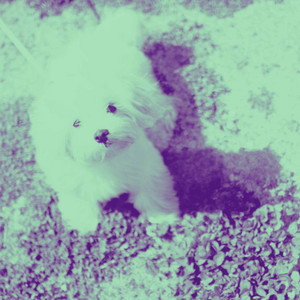 Music for Brave Doggy album