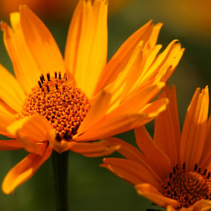 Fresh Flowers by Teppan Manfrey