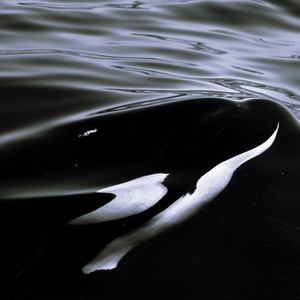 Killer Whale