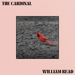 The Cardinal by William Read