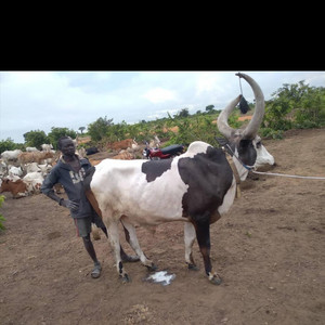 Leek Makuek Deng Malou - Dergel Songs