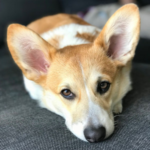 Cultivated Ambiance for Dogs and Toddlers album