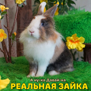 Реальная зайка by А ну-ка Давай-ка