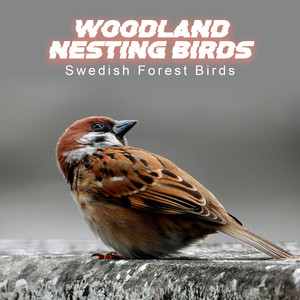 Woodland Nesting Birds album