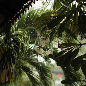 Sweet Tropics by Grumbling Storm