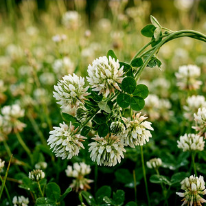Clover by Ziul