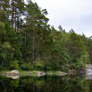Forest Stillness