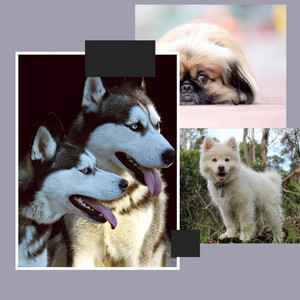 Fabulous Music for Dog Grooming - Bolero album