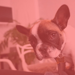 Wonderful Music for Dog Cafes - Sax Jazz album