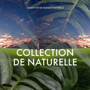 Amour Inconditionnel Song By Collection De Musique Naturelle Spotify