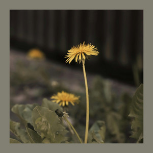 Reminiscence Of May