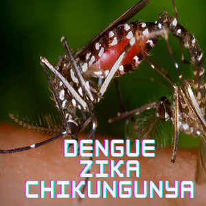 Thais pereira vieira dos santos - Dengue, Zika e Chikungunya