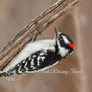 Gentle Rain with Birds Relaxing Sound Vol. 1 album