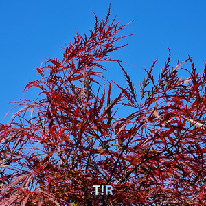 Evolution by T!R