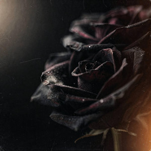 Rot Sweet Rot by Deathly Hours