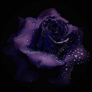 purpleroses by ZhiZhu K4ndy