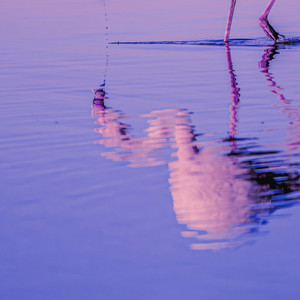 INSIPIDO by JANDHEX