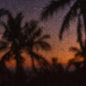 Palm Shadow by Late Fee