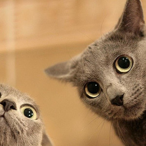 DJ Viral BR - Cat Cats