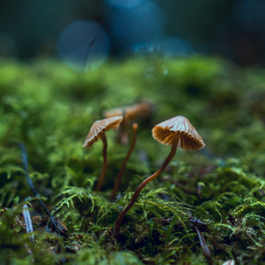 Peaceful Night in Forest