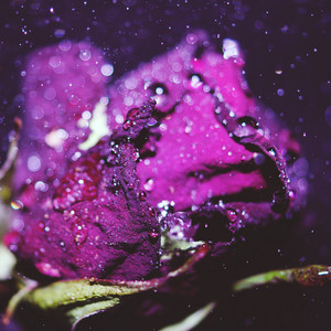 Purest Morning Rain album
