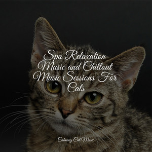 Spa Relaxation Music and Chillout Music Sessions For Cats album