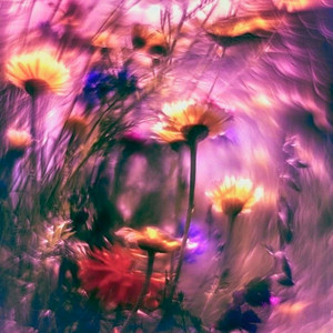 Daisies by $ylas, 2face