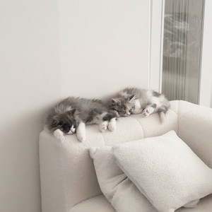 kitten