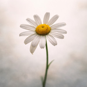 Say Something Real by Daisy Nova