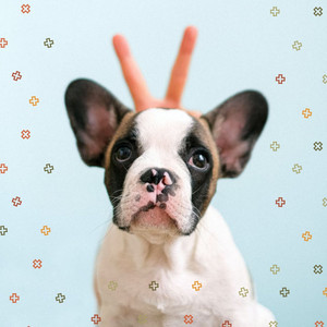 Quartet Jazz - Background Music for Cute Dogs album