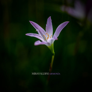 Armonía by Miravaldini