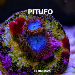 PITUFO by El 9Nueve
