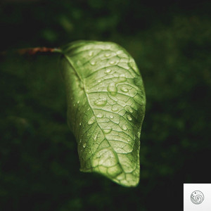Quiet Rain by Santosha Collective