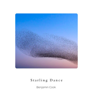 Starling Dance by Benjamin Cook