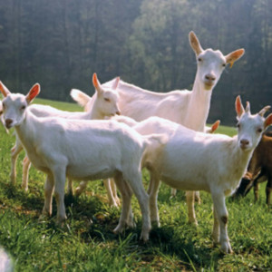 livestock by zaya!, ocelot