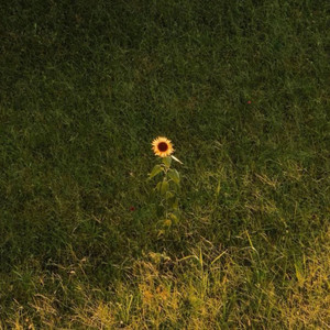 Sunflower petals by BrosZZ