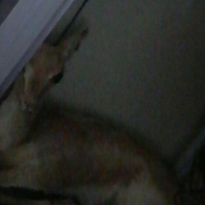 Countin Caskets - c u fall