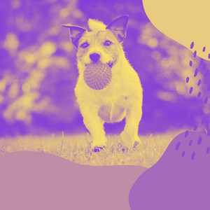 Music for Doggy Whispers (Jazz Organ and Guitar) album