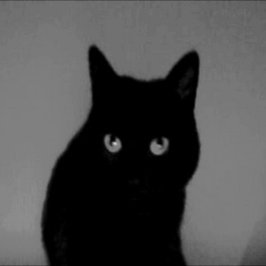 Black Cat by Ruto