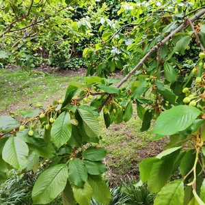 Adclino Abdens - Mamboooo